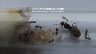 Een opstartende mierenkolonie in een reageerbuisje (de zwarte wegmier, Lasius niger)