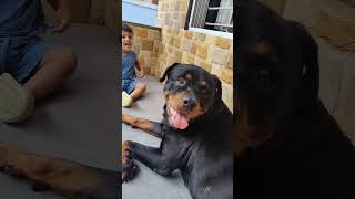 Rottweiler with a baby