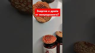 Энергия и драйв от микродозинга? #микродозингмухомора #ежовик