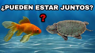 CON QUE PECES PUEDE ESTAR UNA TORTUGA? ¿PUEDO PONER PECES CON MI TORTUGA?