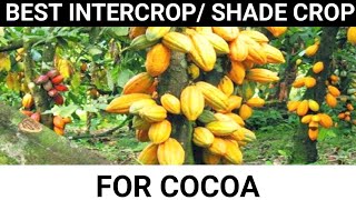 Everything You Need to Know About Shade Cropping in Cocoa Farming