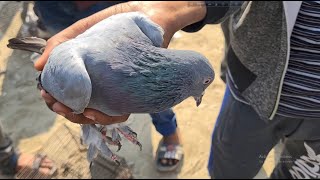 Katakhali Pigeon Market In Bangladesh | Bangladeshi Pigeon Market | Shanto Islam