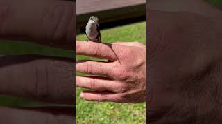 What’s in my hand? #hummingbird #outdoors #animals #birds #northcarolina #nature #shorts #love