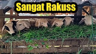 Rumput Seperti Ini Aja||Rakuss Makanya