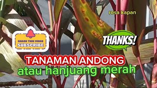 review bunga andong merah dihalaman rumah