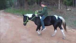 Beautiful Horse for Sale: Black and White Paint Mare, 12 years old and Gentle