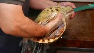 Japanese Street Food   GIANT CONCH & CLAM Okinawa Japan Seafood