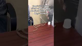 #ghmc #snake #Ghmcoffice #Ghmcofficers #viralvideo #trendings