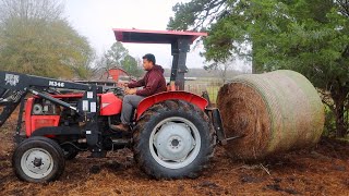 Feeding Our Texas Longhorns Hay Is Always Easier When You Have Help