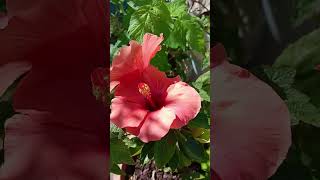 Different stages of hibiscus blooming