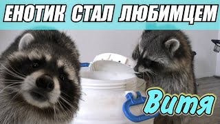 Енотик стал любимцем