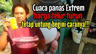 cuaca panas extrem harga telur turun tetap untung begini caranya!!!