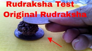 "How to check Original Rudraksha", "Original Rudraksha test" Five faced Rudraksha /5 Mukhi Rudraksha