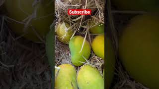 देवगडच्या हापूस आंब्याची पहिली पेटी |  Mango| Food | #fruitcutting #fruit #youtubeshorts #shorts