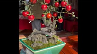 15/6 Hồng Cẩm Thạch Bonsai Bàn Trà - Tuấn Bonsai LH 0378506569 #hongcamthach #caycanh #bonsai