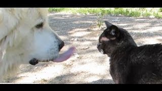 Walk with Sadie my cat and my Great Pyrenees Roxy