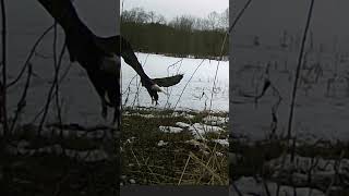 Bald eagle on trail camera! One of my coolest trail camera videos!