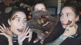 They HISS at me! New GIANT Halloween Hissing Cockroaches!.. Building the perfect pet roach habitat