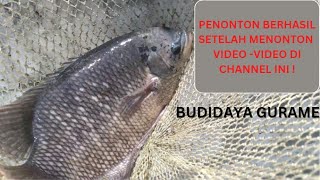 BUDIDAYA IKAN GURAME DI KOLAM BETON || PENONTON BERHASIL SETELAH MENONTON VIDEO-VIDEO DI CHANNEL INI