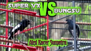 Aksi Kacer Sumatra " Super Vx "& " Bungsu "