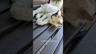 🐱 Кот с Мощными лапами) #КотыСевастополя