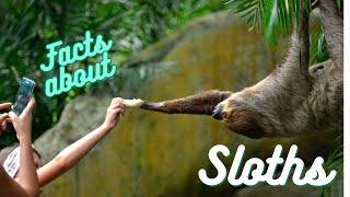 10 interesting facts about sloths