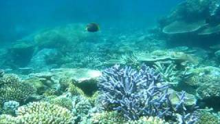 Awesome Coral Cute Stingray Snorkeling Great Barrier Reef.AVI