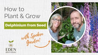 How to Plant and Grow Delphinium from Seed