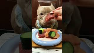 A dog who love eating