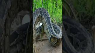 snake trap 🐍 #snaketrap #snakes #trap #eggeatingsnake #ctto #viral #trending #shorts