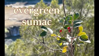 Evergreen sumac fruits & leaves