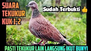 SUARA BURUNG TEKUKUR MEMANGGIL TEMAN NYA || BURUNG YANG JAUH LANGSUNG MENDEKAT