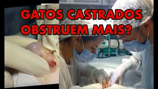 GATOS CASTRADOS TÊM  MAIS OBSTRUÇÃO URETRAL?