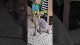 Сфинкс напал на камеру #cat #cattiktok #sphinx #sphynx #sphinxcat #cats #кошки #сфинкс