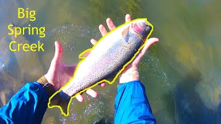 BIG SPRING CREEK - 20in. (PLUMP) Wild Rainbow Trout