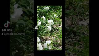 White roses #shortvideo #short