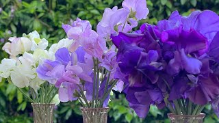 SWEETPEAS and BERRIES | June Harvest 🍓 | Relaxing Music