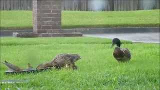 Mama duck, her 7 adorable babies and 3 bodyguards