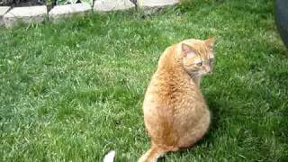 Bubbles the cat - he owns the grass