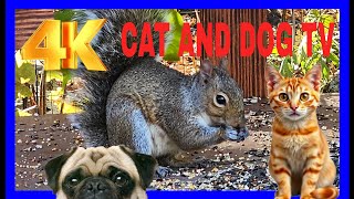 Cat TV Dog TV 4k Chipmunks , Squirrels and Birds #cattv #squirrel