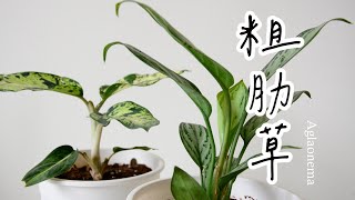 粗肋草，耐命容易養護 Aglaonema, a durable and easy-to-maintain foliage plant🌿觀葉植物小筆記