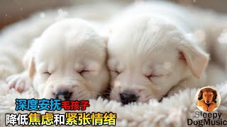 🐶【让狗狗放松入睡的音乐! 降低焦虑不安 孤独感】8小时让狗狗深度放松的音乐🐶小狗安眠音乐 宠物疗愈音乐  🎵🎶  放松毛孩子的心情，降低焦虑和紧张情绪  放松你的狗狗  睡眠音乐 安抚放松你的狗狗