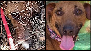 Buried Mommy Dog Reunited With Owner!