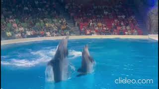 Dolphin Show In Dubai