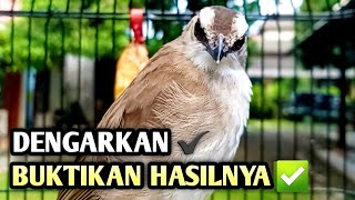 trucukan gacor EMOSI ROPEL PANJANG pancingan trucukan agar bunyi JADIKAN burung trucukan gacor NYAUT