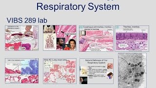 Medical School Histology Basics - Respiratory System