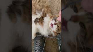 Aries - Playing With Dad’s Shoelaces