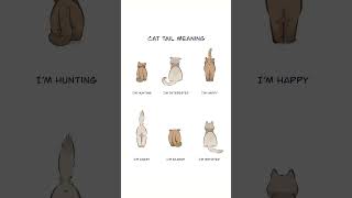 Cat tail meaning 🐈 #funny #catlovers #cute #petlovers #catlover #petfood #pets