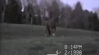 Horse with an Itch   PetTube com