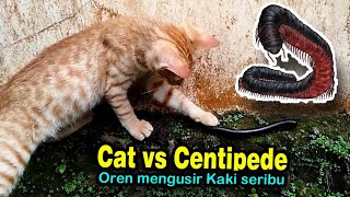 Cat vs Centipede, Kucing mengusir kaki seribu